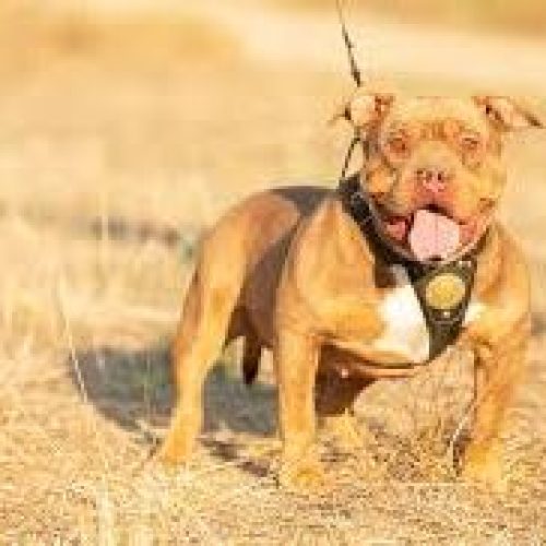 🌡️ Heat Safety Tips for American Bully Dogs