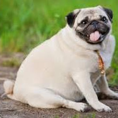 🏃 How to Prevent Obesity in American Bully Dogs