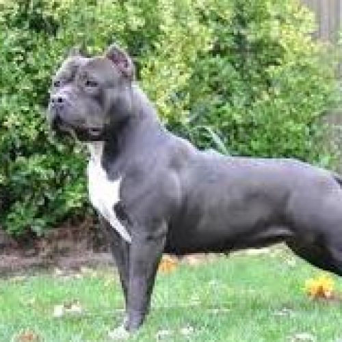 🐕 How to Choose a Reputable American Bully Breeder
