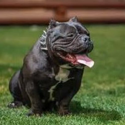 🧴 Skin Care Routine for Sensitive American Bully Skin